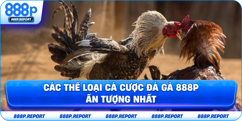 Các thể loại cá cược đá gà 888P ấn tượng nhất